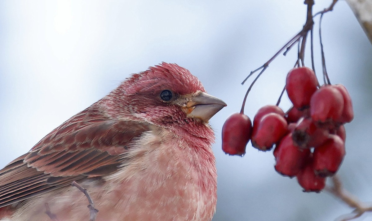 Purple Finch - ML647103323