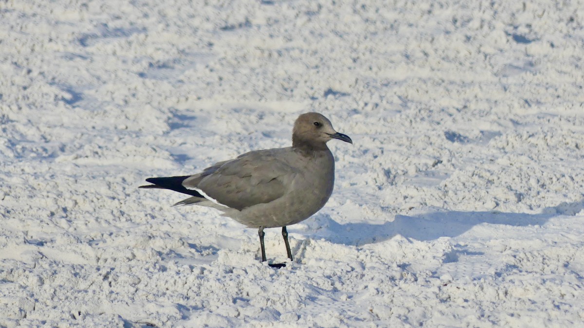 Gray Gull - ML647103329