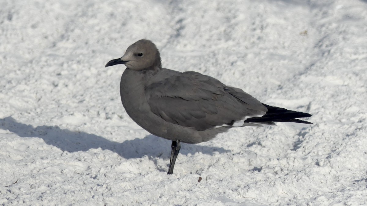 Gray Gull - ML647103330