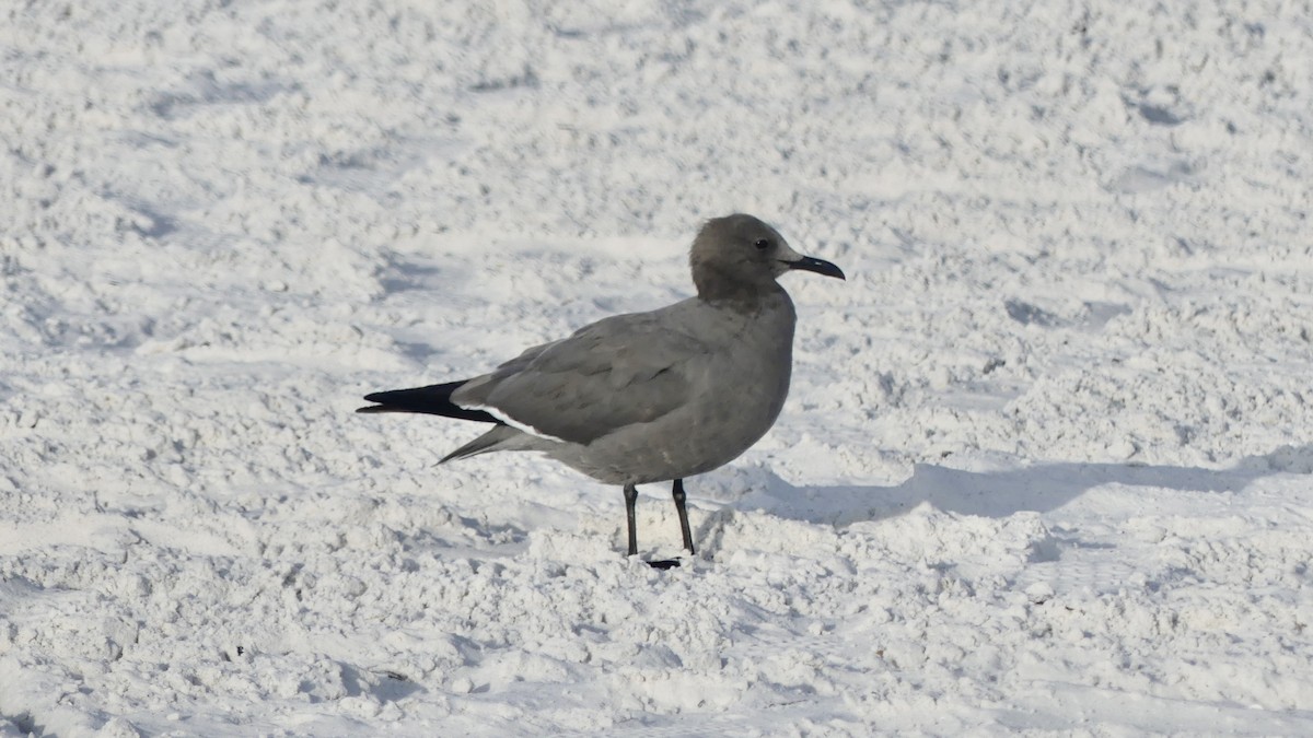 Gray Gull - ML647103331