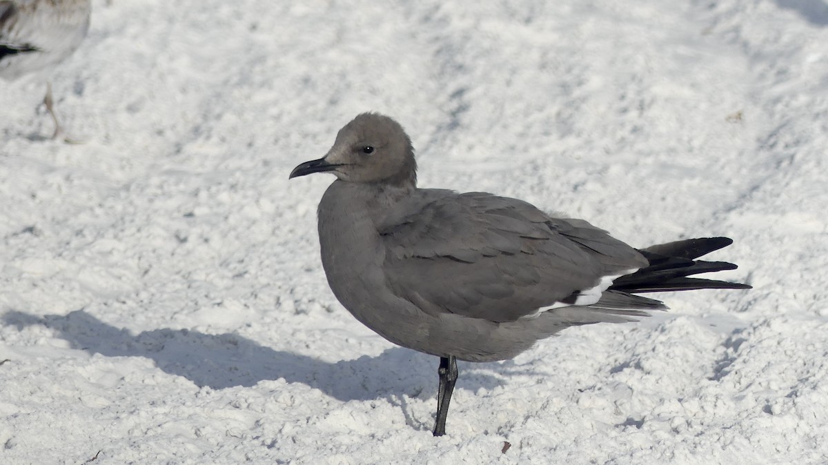 Gray Gull - ML647103333