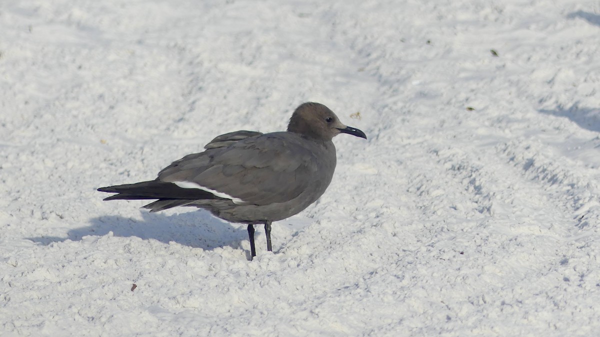 Gray Gull - ML647103334