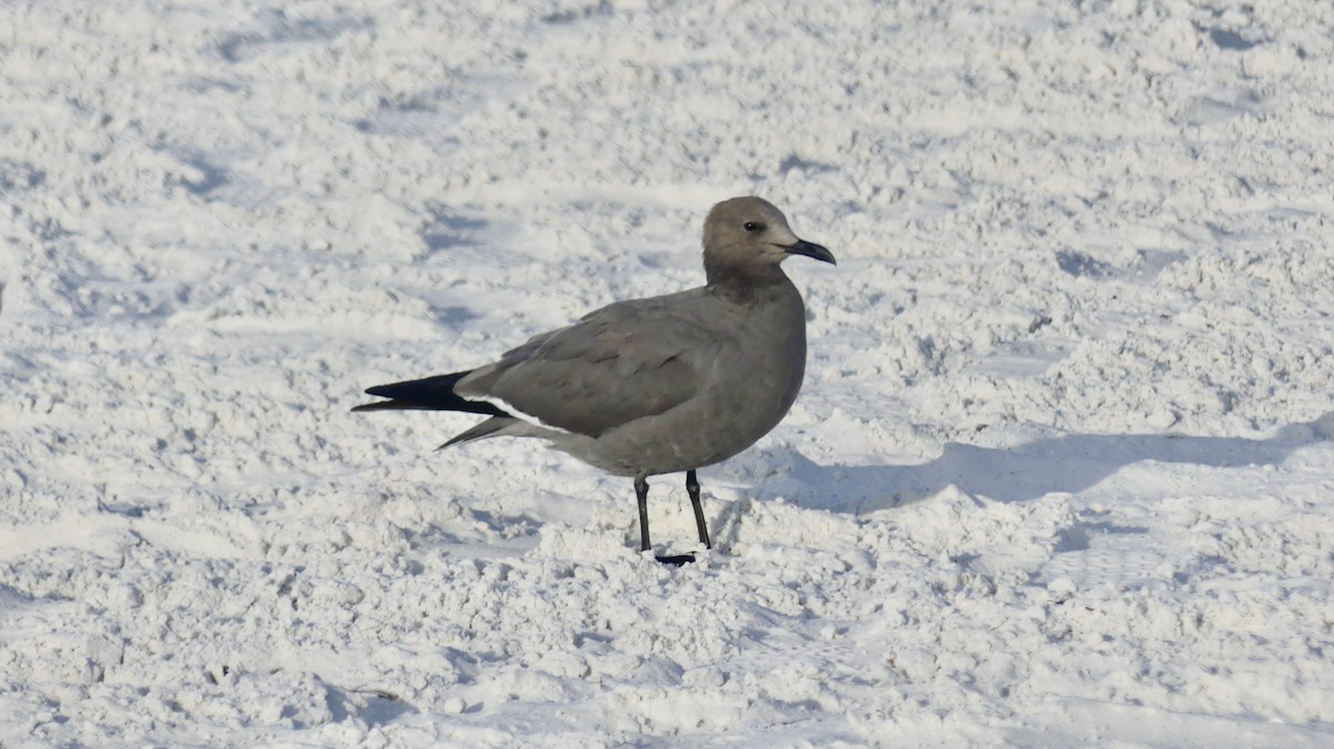 Gray Gull - ML647103335
