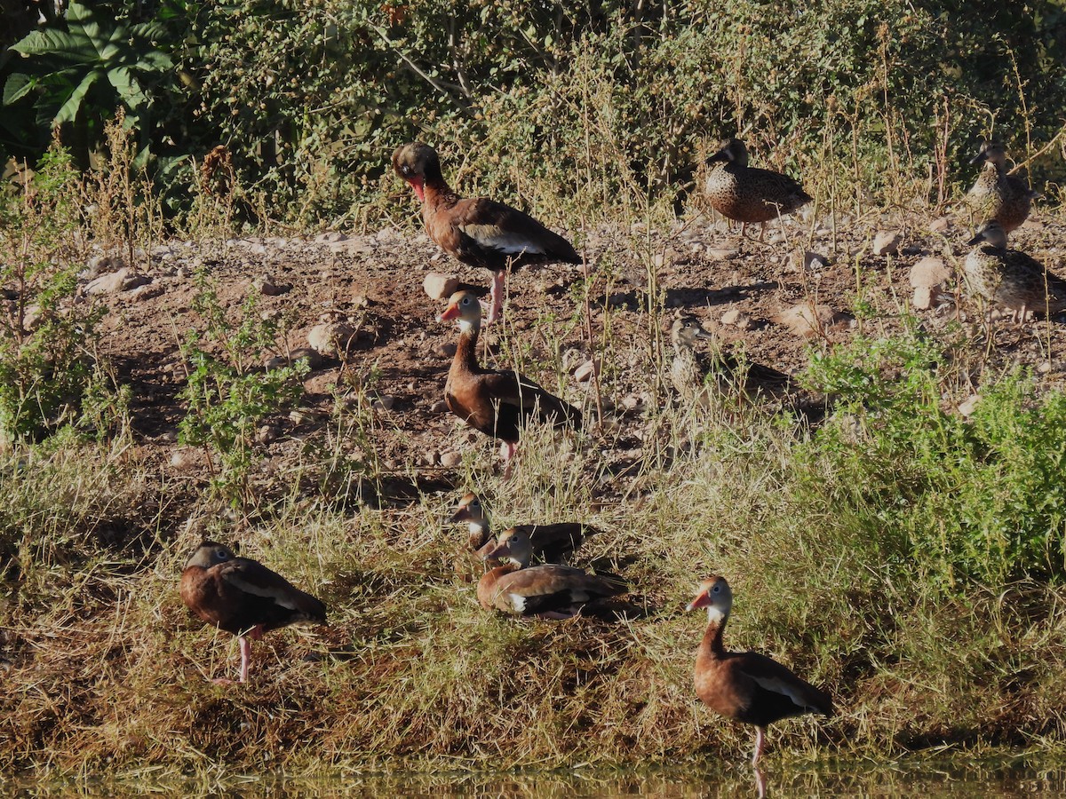 Black-bellied Whistling-Duck - ML647103339