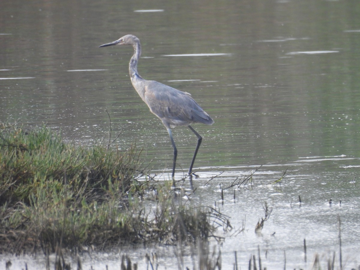 Kızılca Balıkçıl - ML647103340