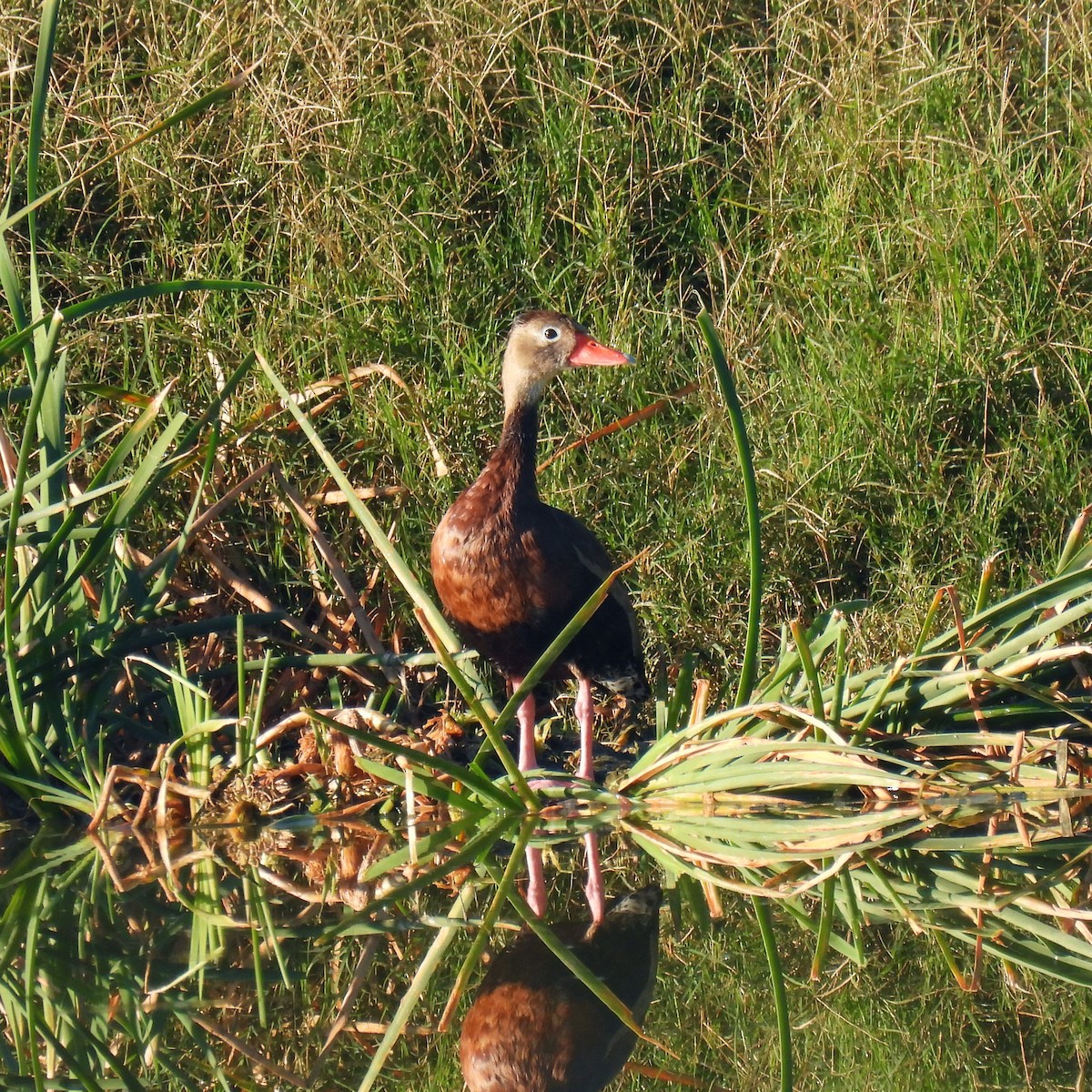 Black-bellied Whistling-Duck - ML647103341
