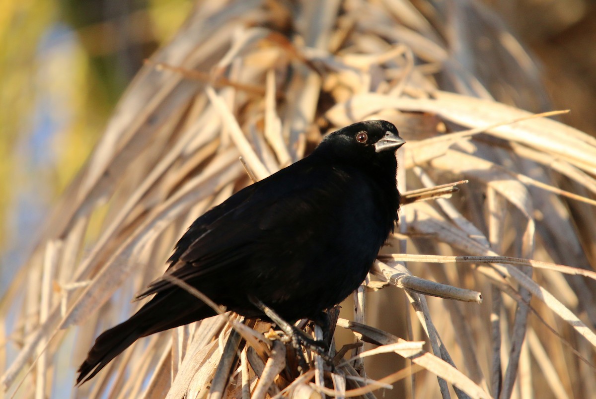 Rotachsel-Kuhstärling - ML647103344