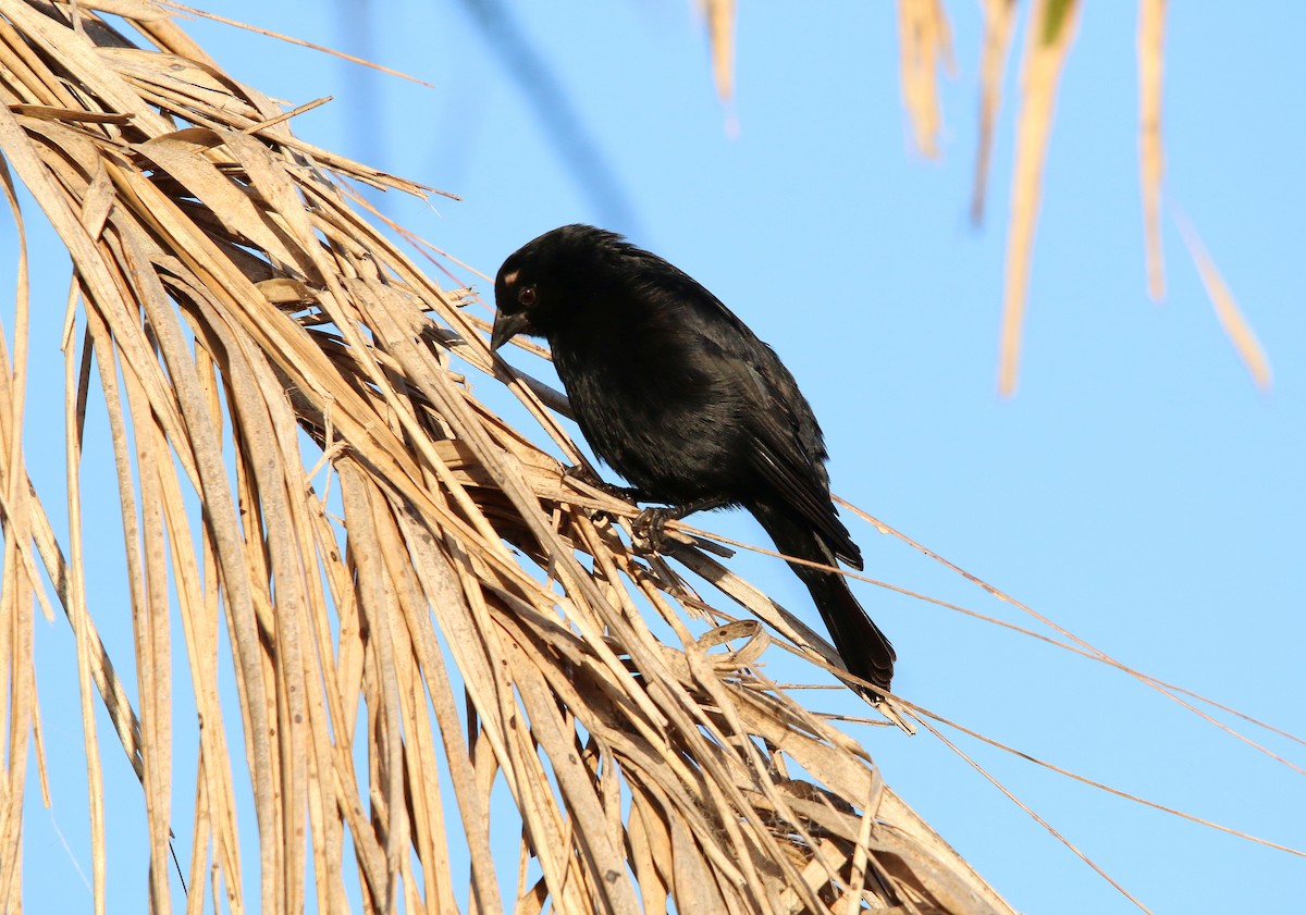 Rotachsel-Kuhstärling - ML647103345