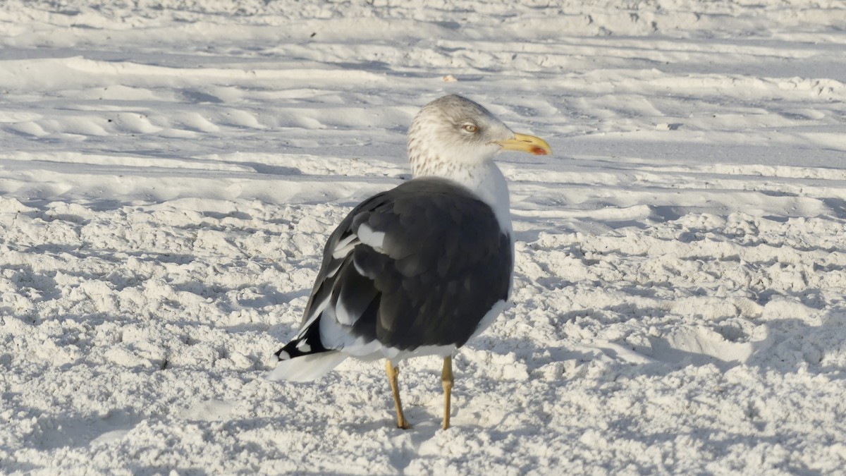 Lesser Black-backed Gull - ML647103356