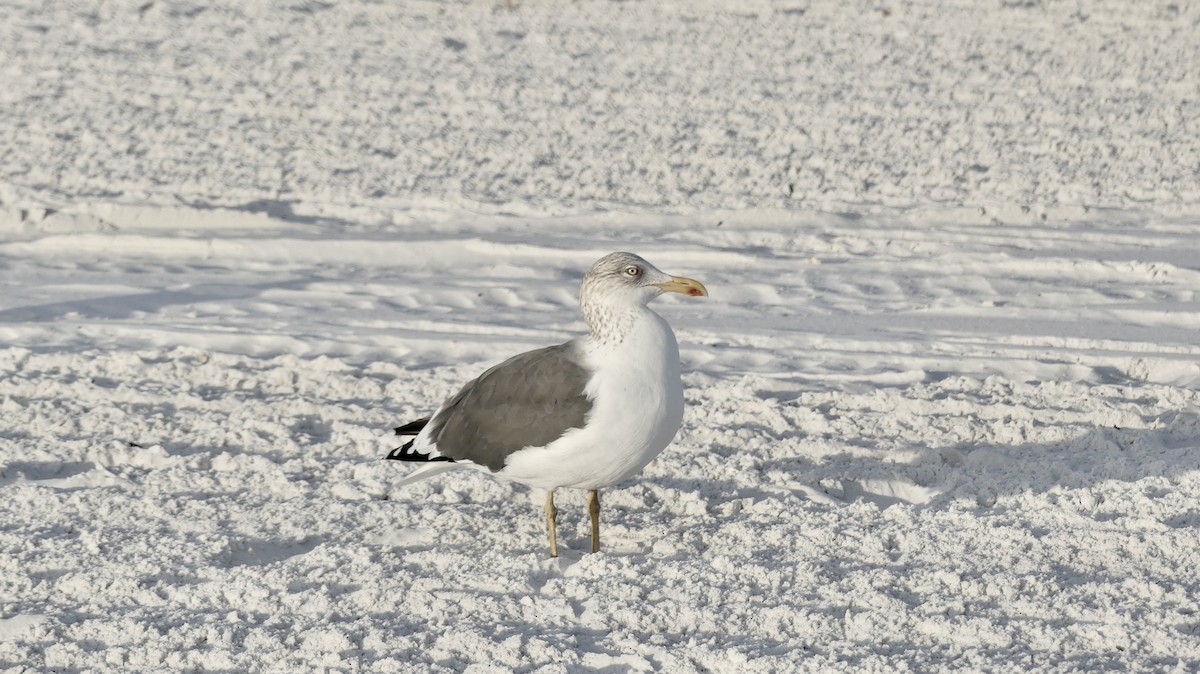 Lesser Black-backed Gull - ML647103357