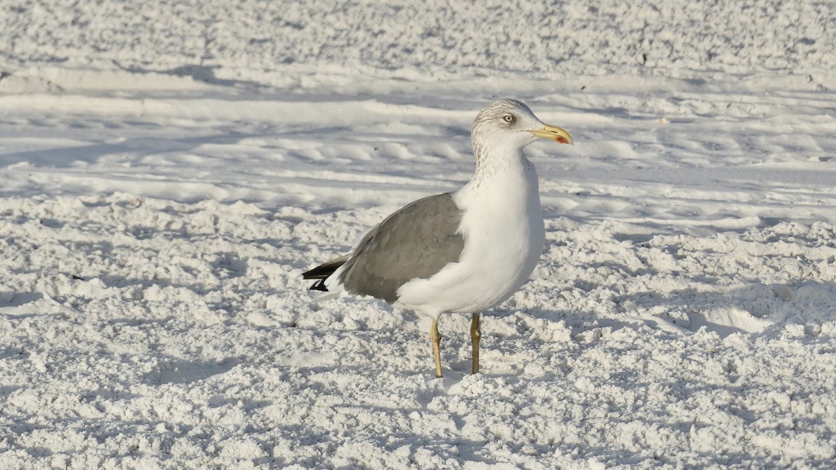 Lesser Black-backed Gull - ML647103358
