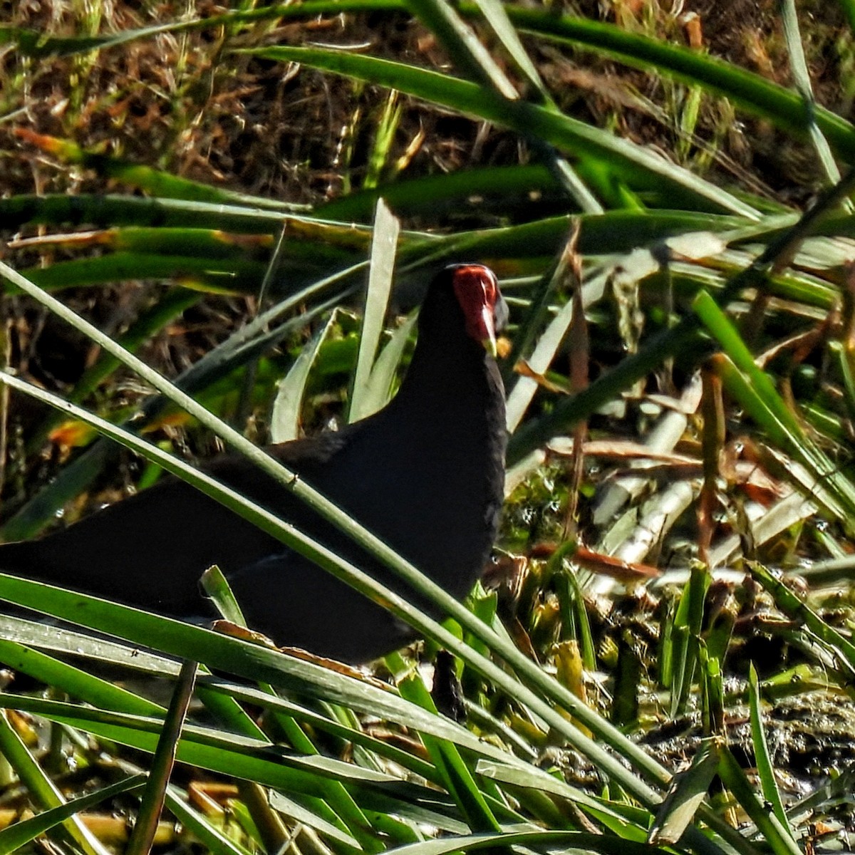 Common Gallinule - ML647103359