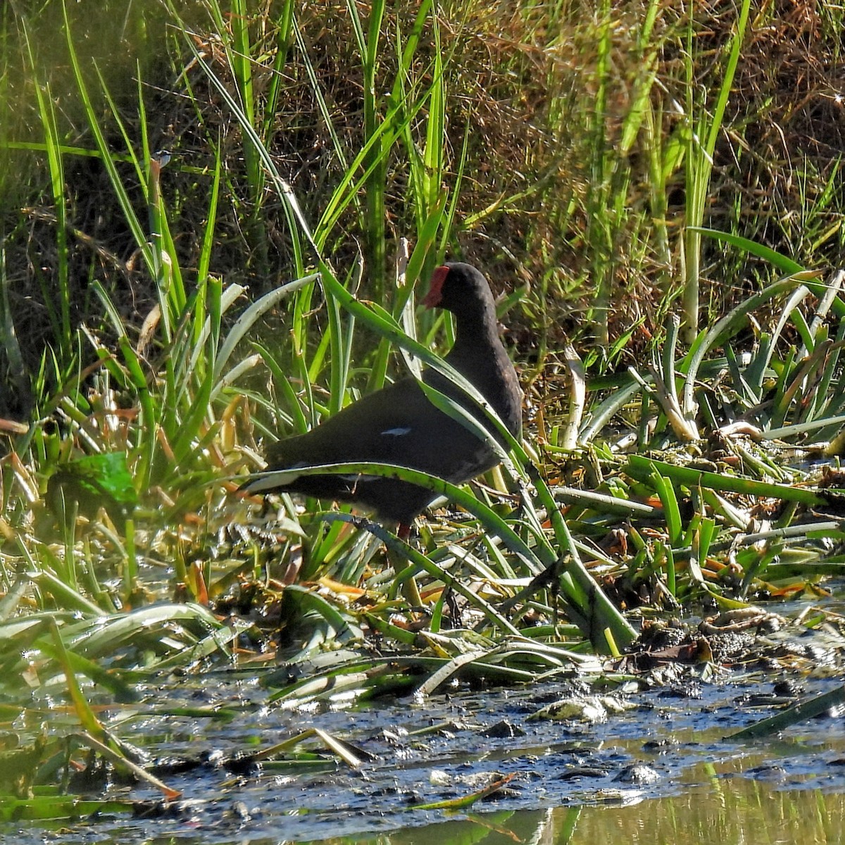 Common Gallinule - ML647103360