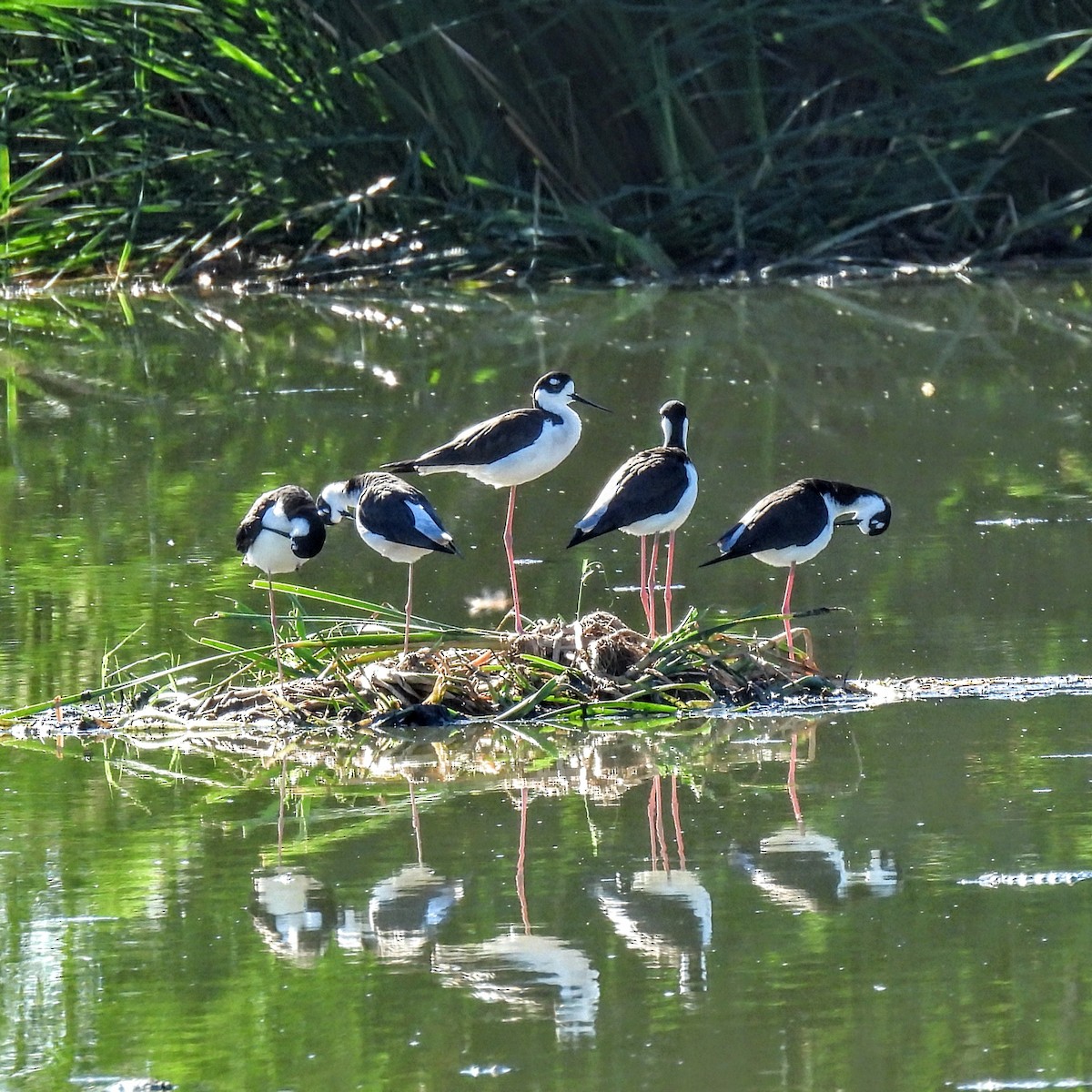 Black-necked Stilt - ML647103372