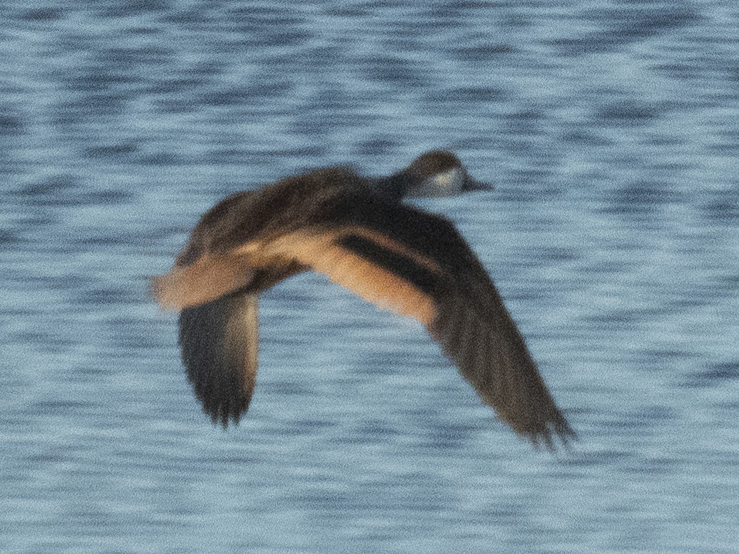 Bahamaente - ML647103373