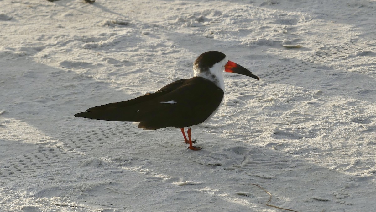 Black Skimmer - ML647103376