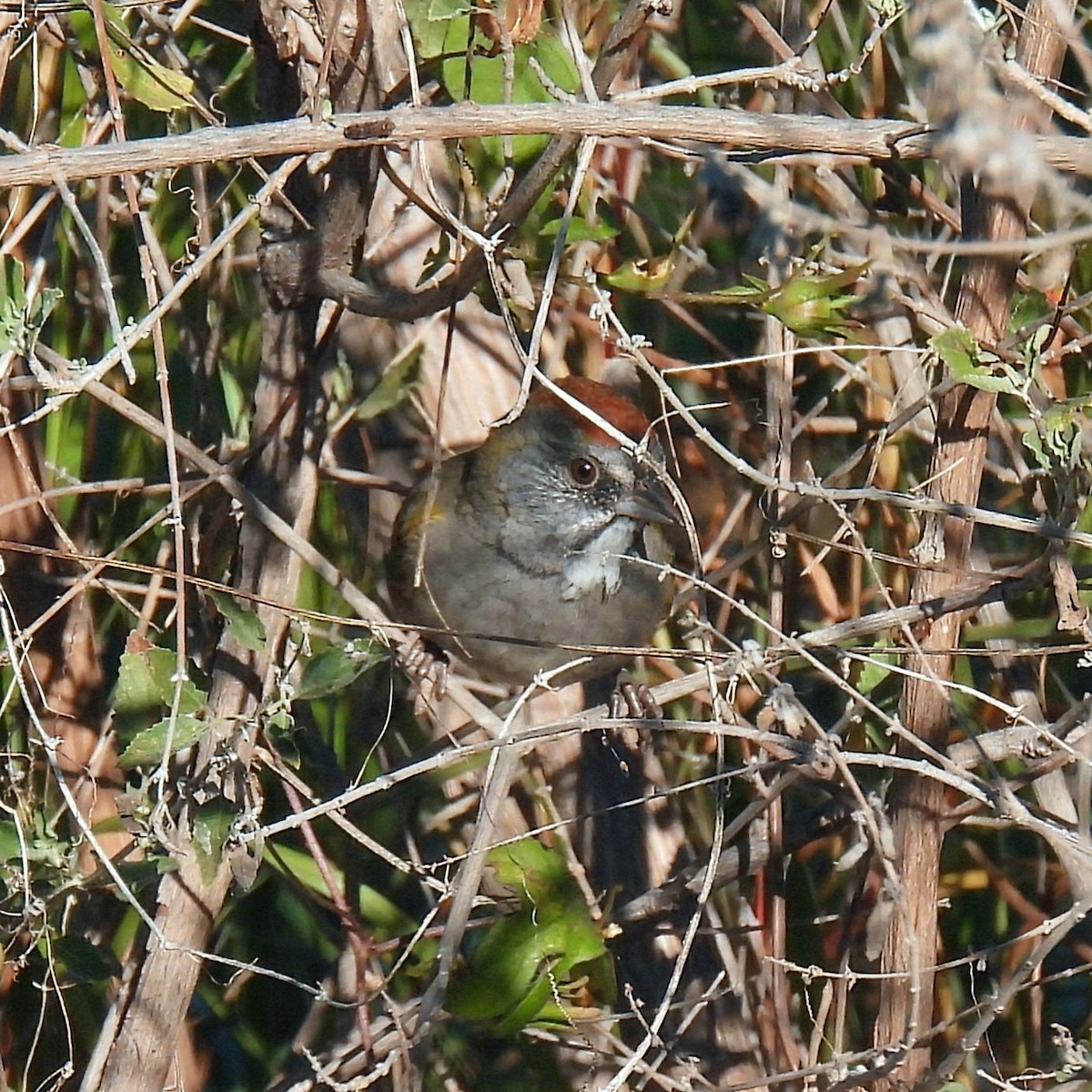 Green-tailed Towhee - ML647103380