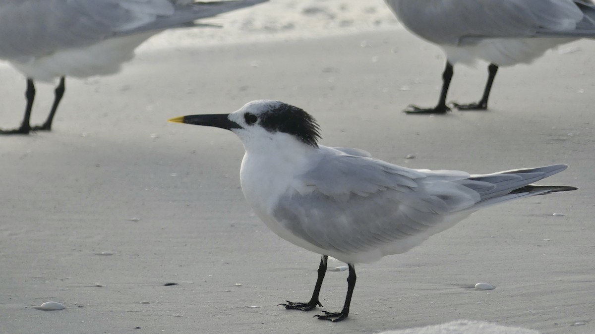 Sandwich Tern - ML647103382