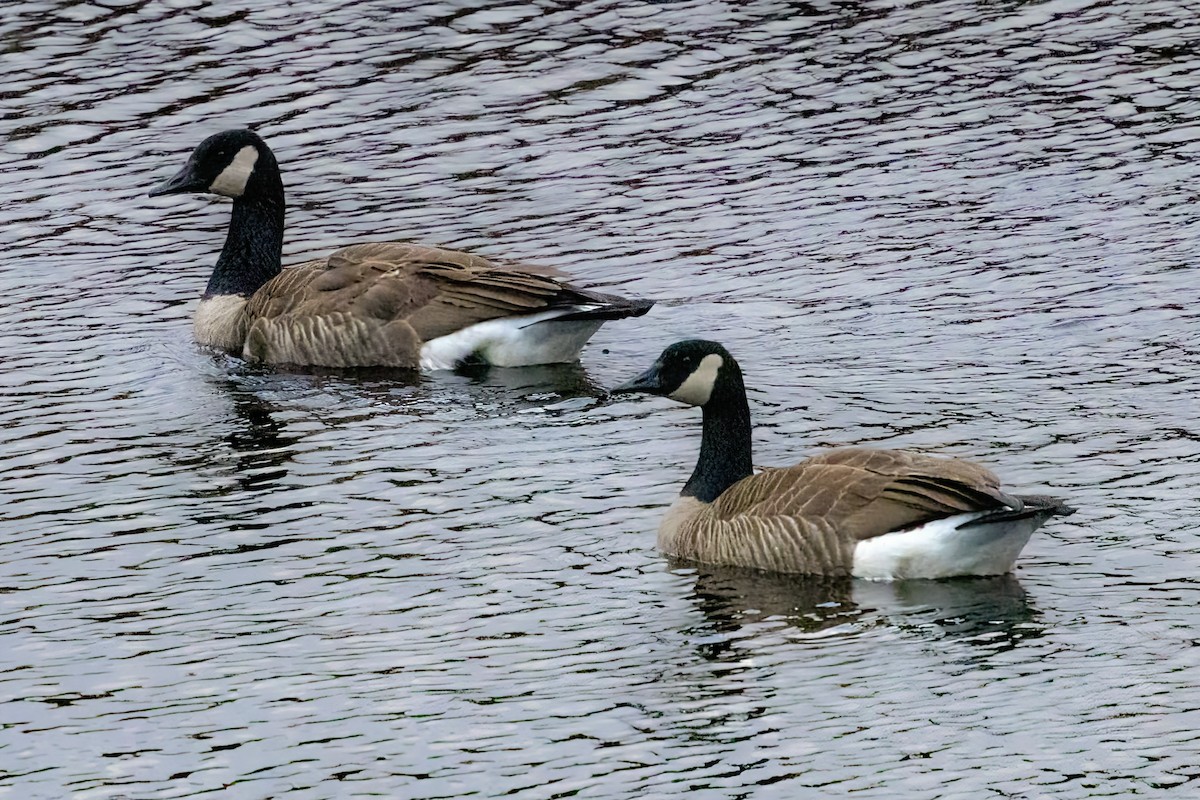 ברנטה קנדית - ML647103396