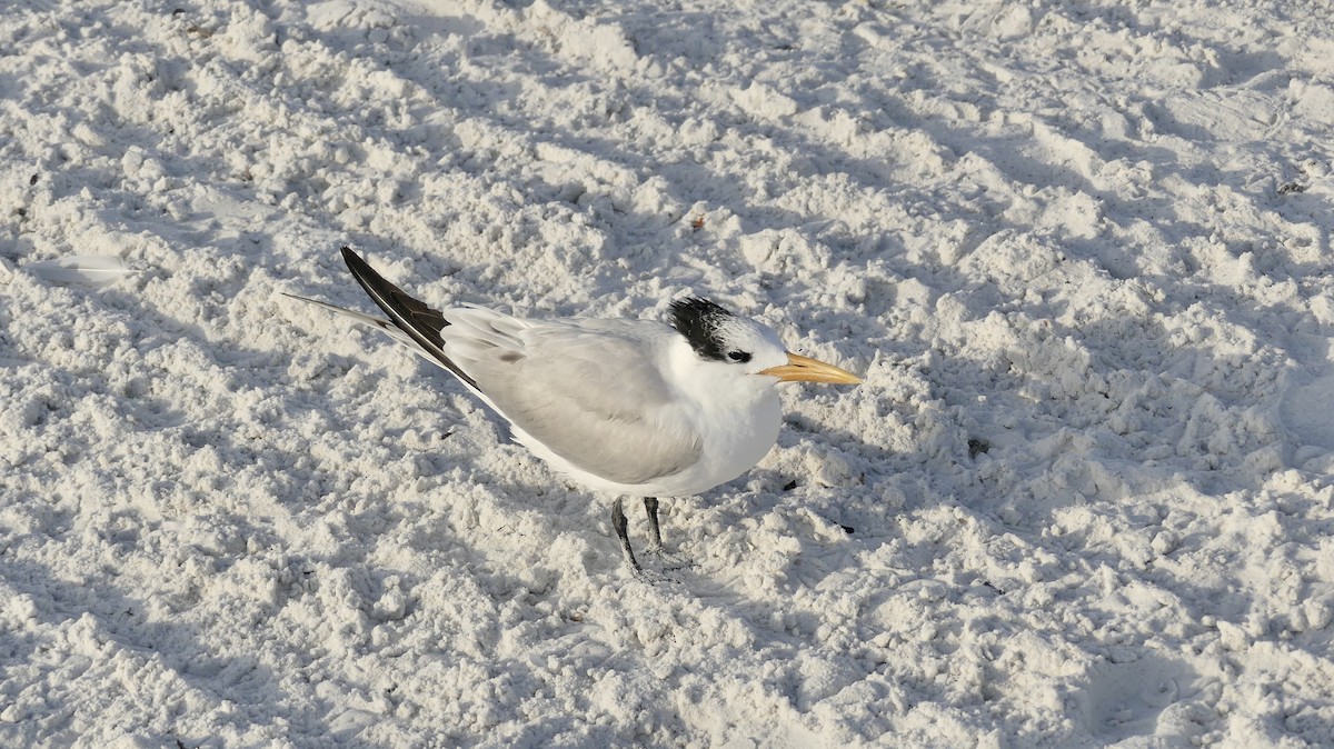 Royal Tern - ML647103408