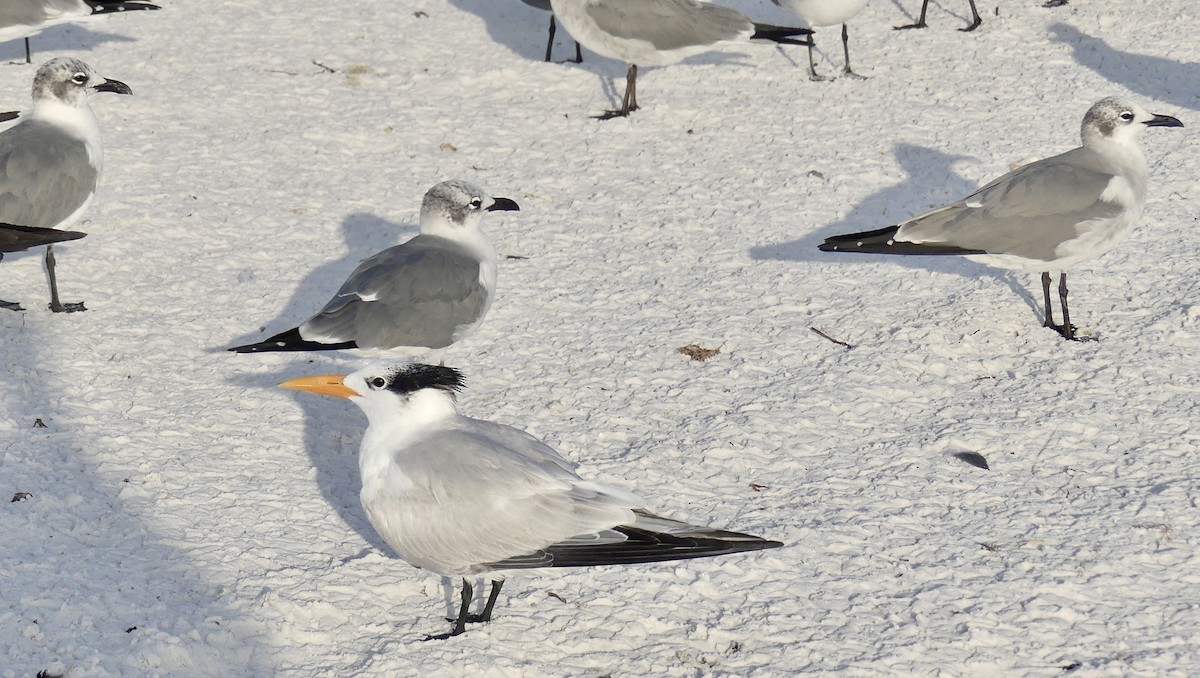 Royal Tern - ML647103409