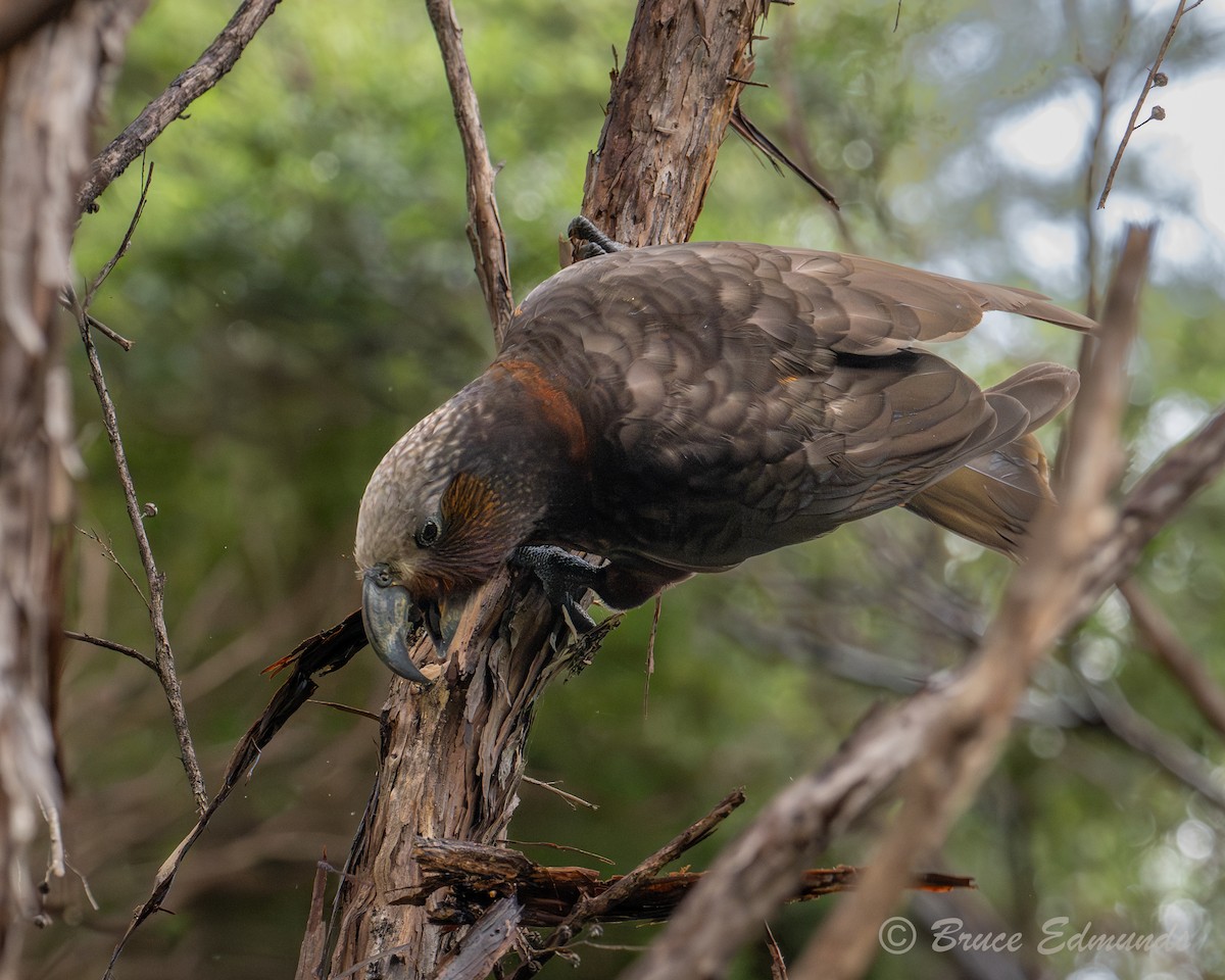 New Zealand Kaka - ML647103410
