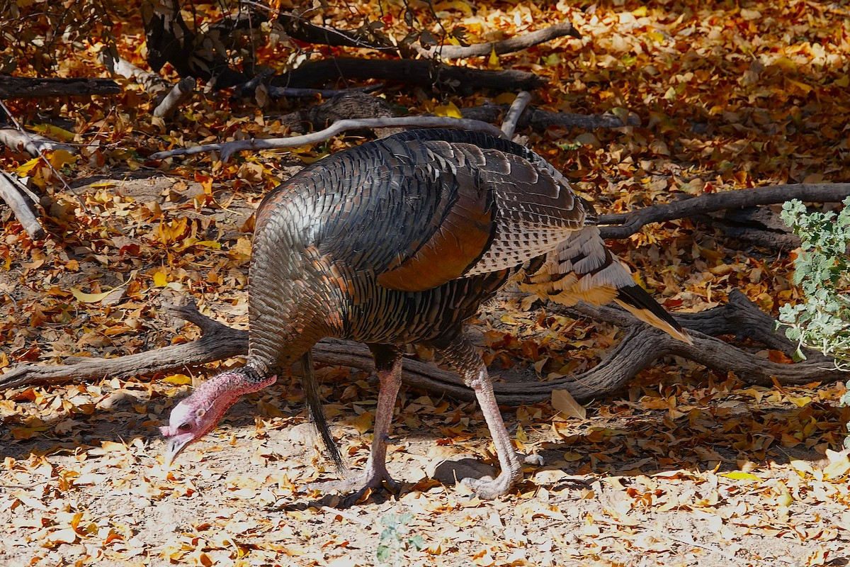 シチメンチョウ - ML647103411