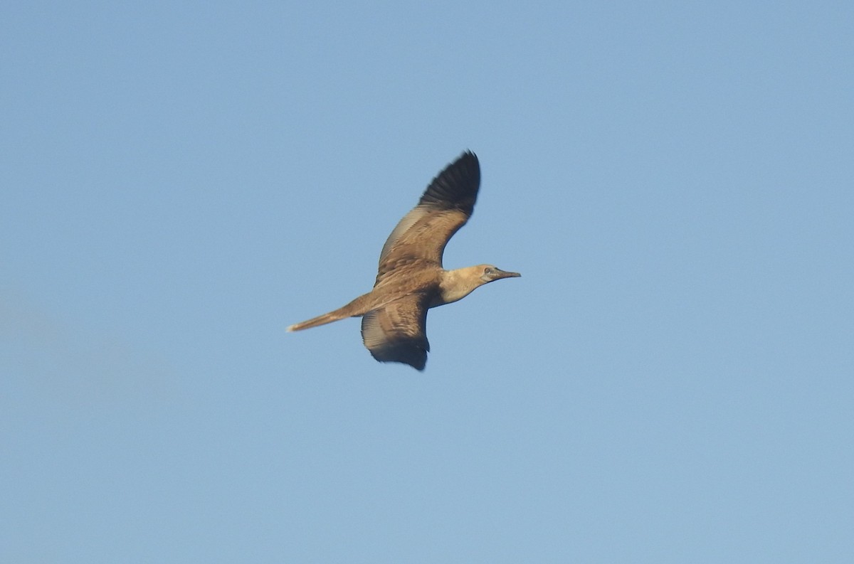 Сула червононога - ML647103415