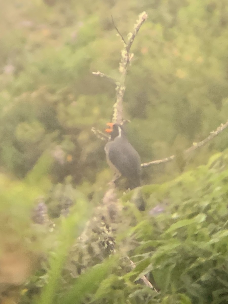 oransjenebbsaltator - ML647103430