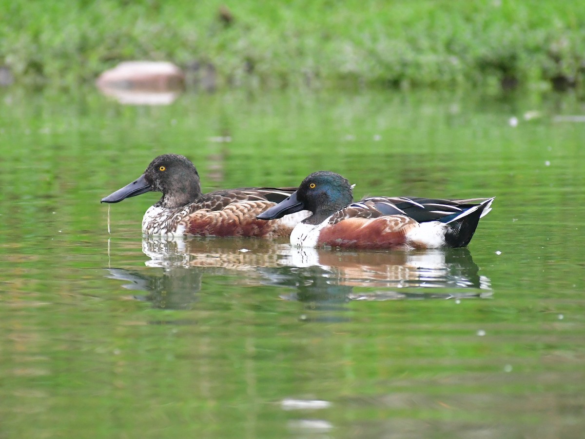 Mestolone - ML647103431