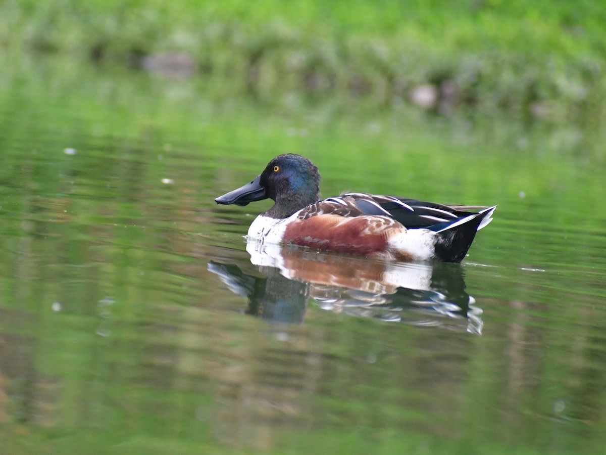 Mestolone - ML647103432