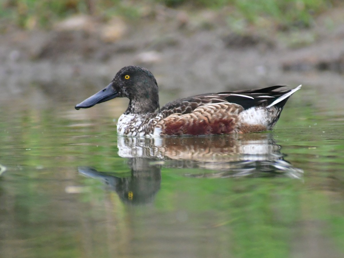 Mestolone - ML647103433