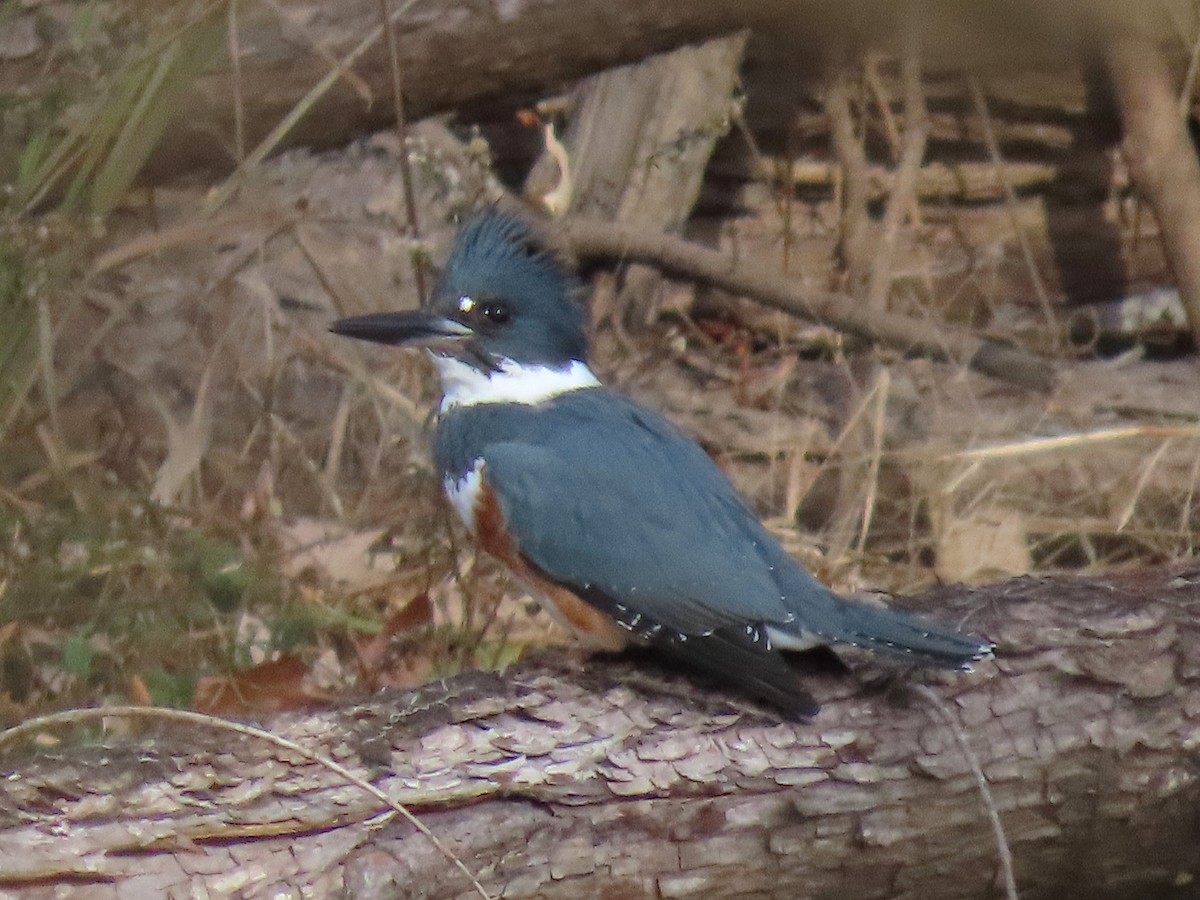 שלדג אמריקני - ML647103437