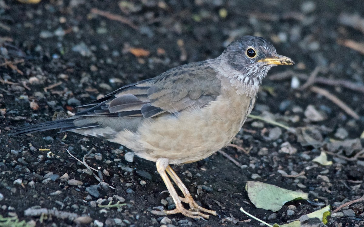 Austral Thrush (Magellan) - ML647103446