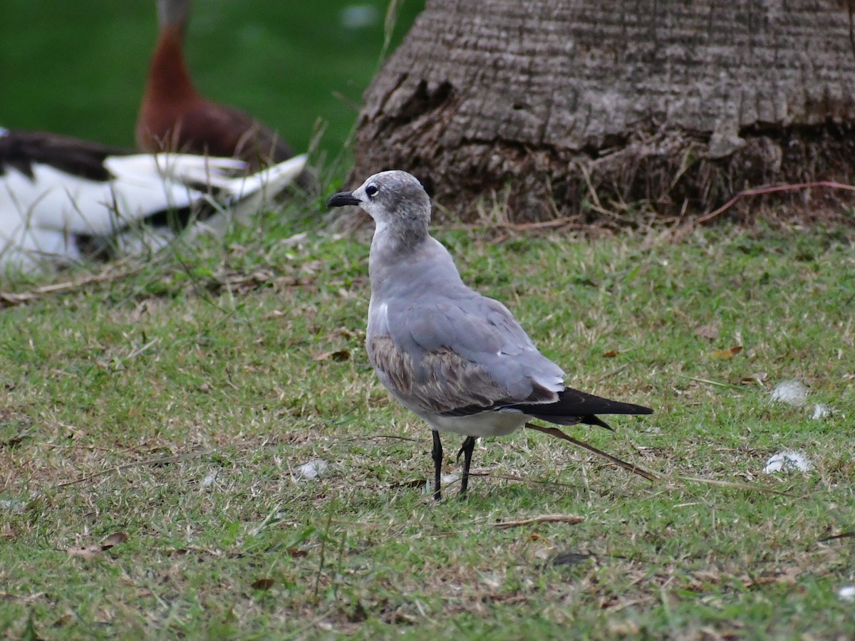 ワライカモメ - ML647103447