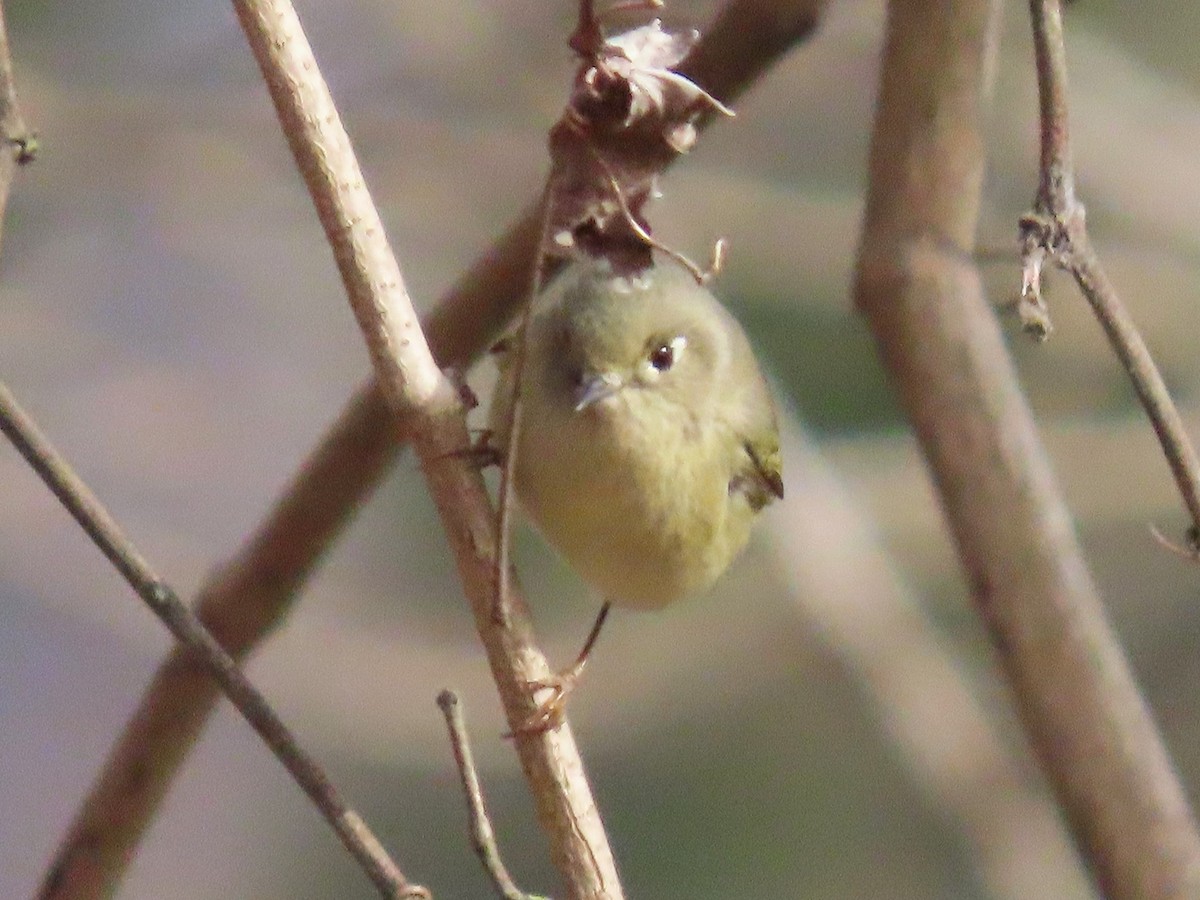 Ruby-crowned Kinglet - ML647103455