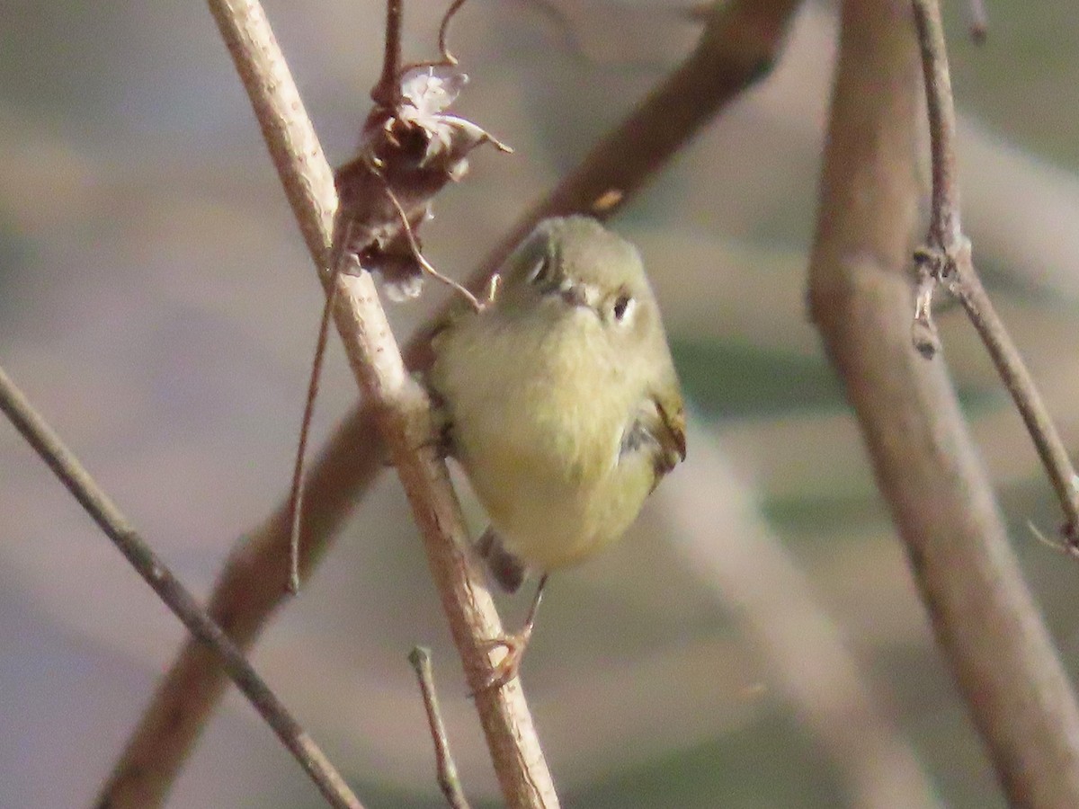 Ruby-crowned Kinglet - ML647103456