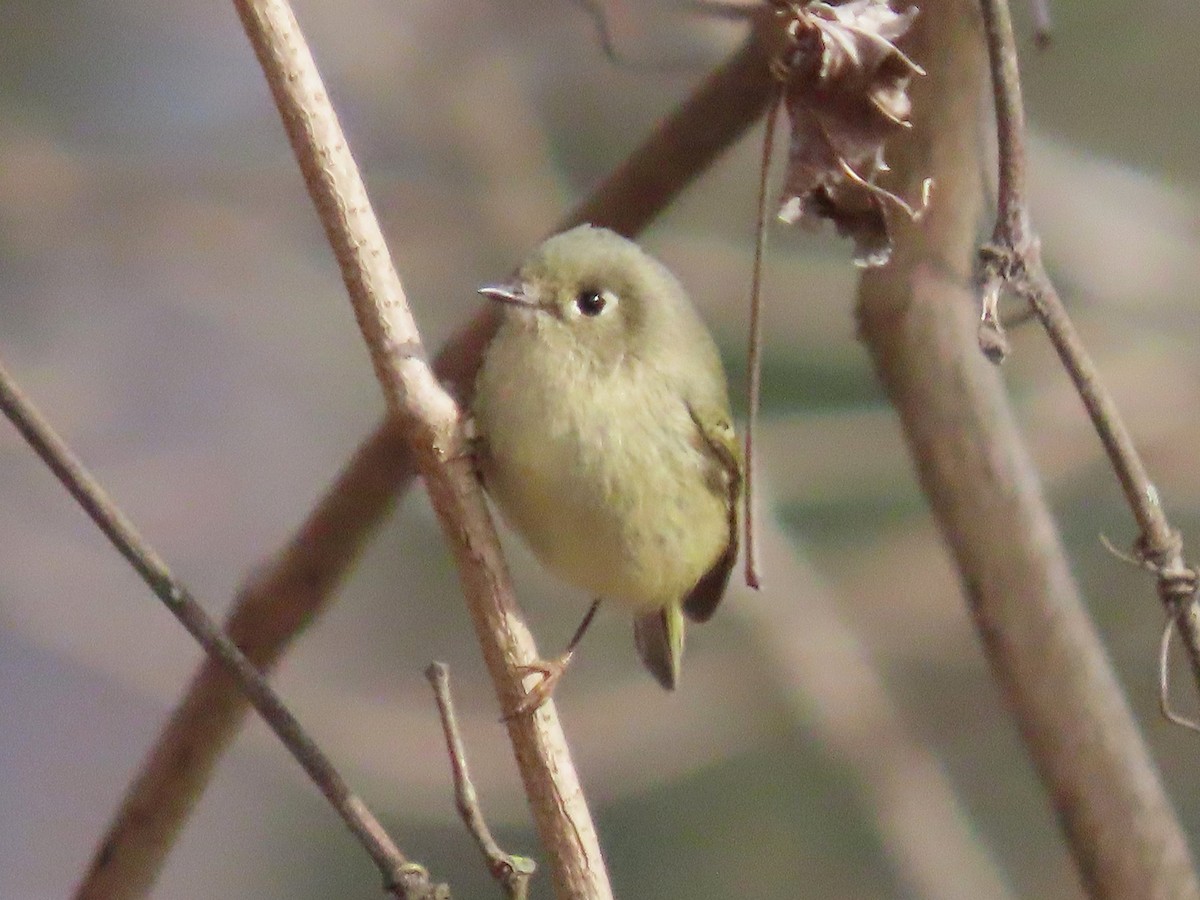 Ruby-crowned Kinglet - ML647103457