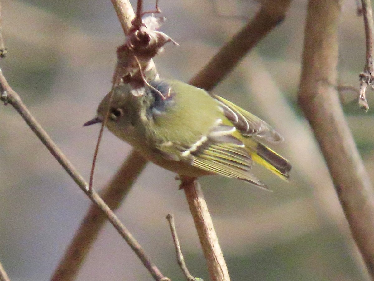 Ruby-crowned Kinglet - ML647103458