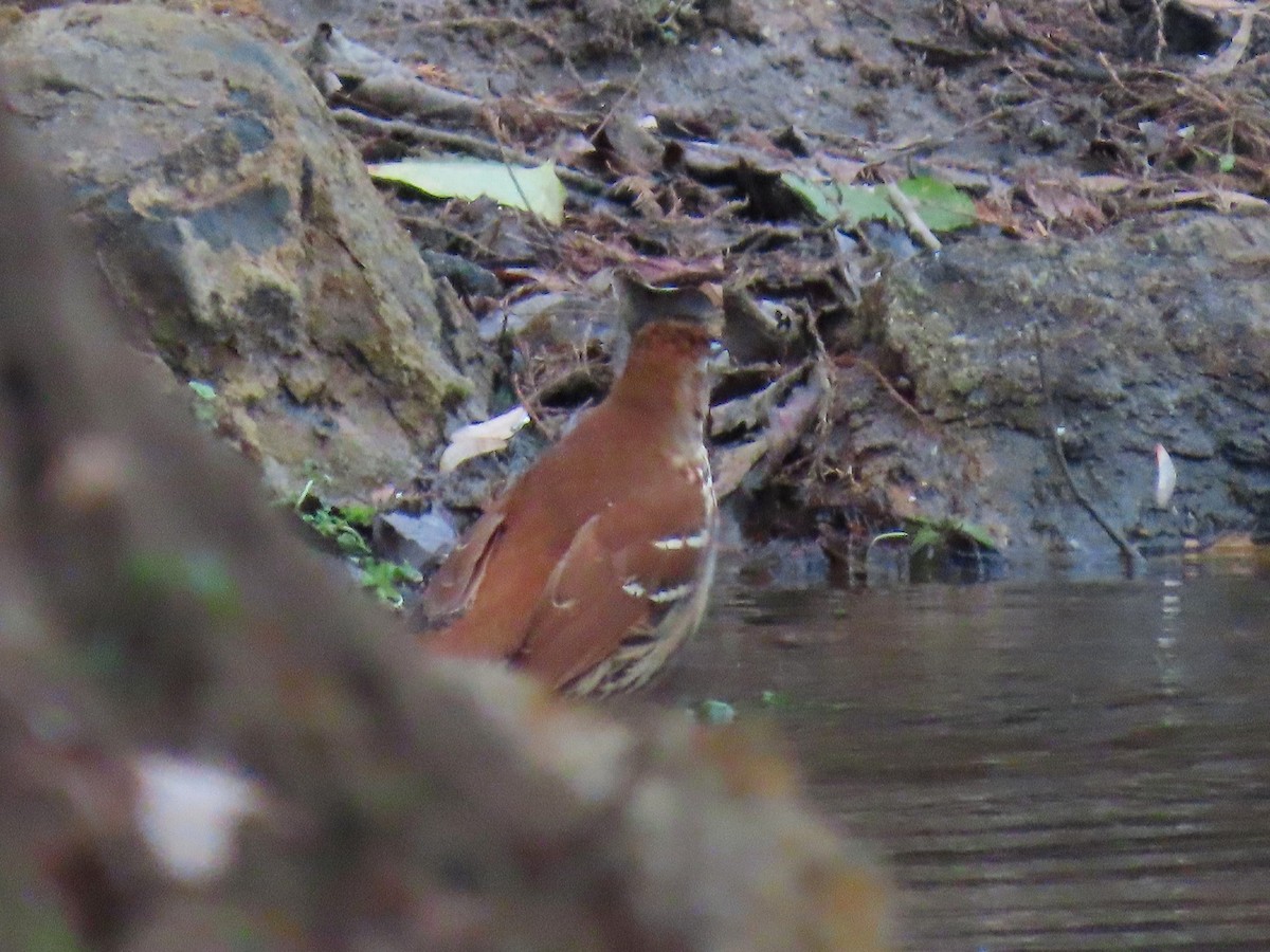 Brown Thrasher - ML647103462