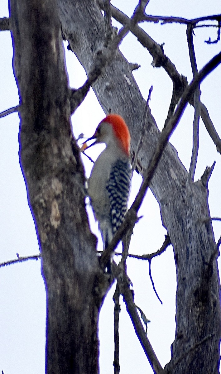 Red-bellied Woodpecker - ML647103465