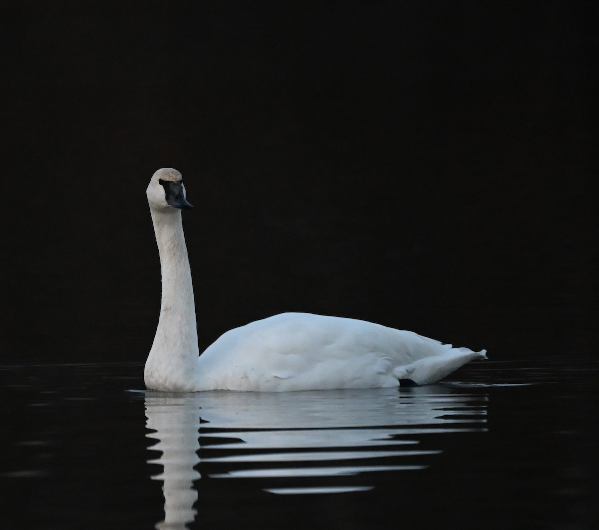 Trumpeter Swan - ML647103466