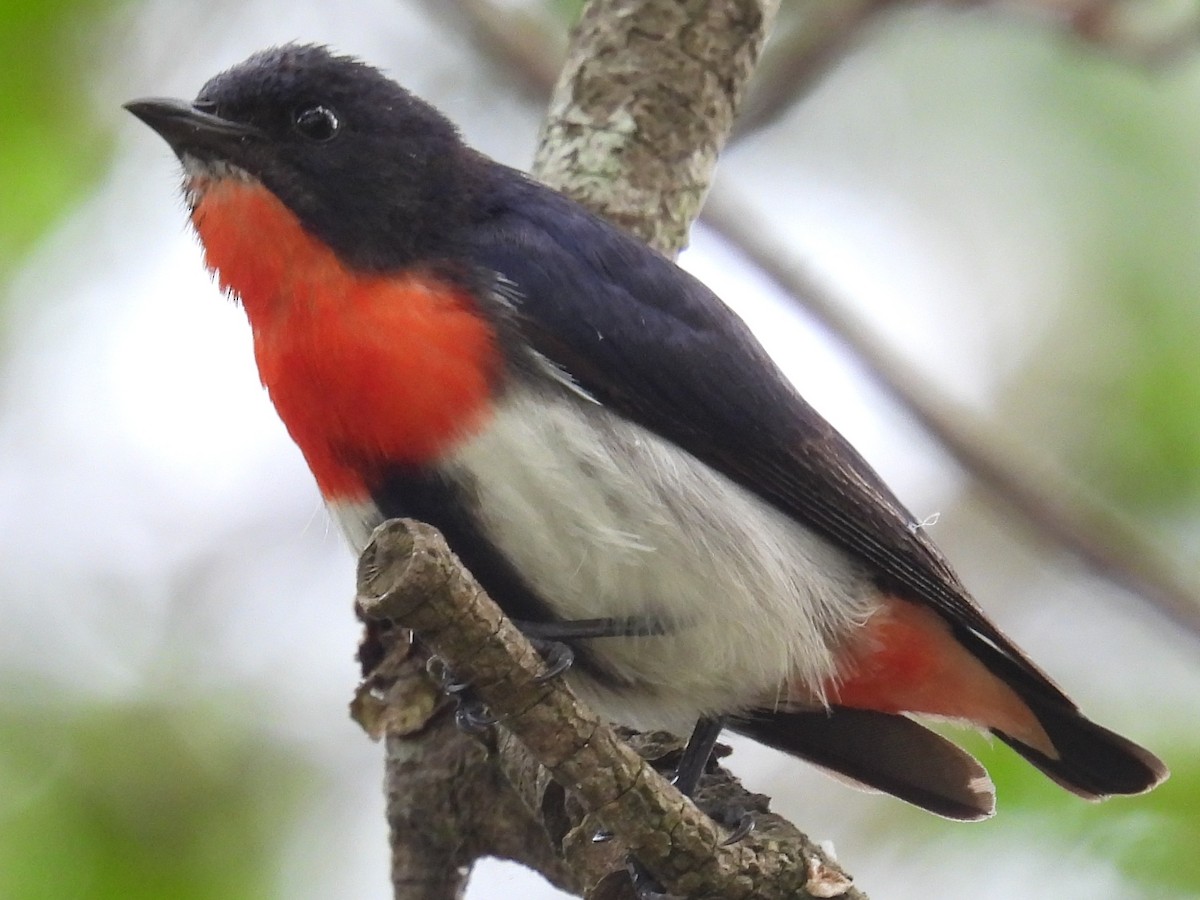 Mistletoebird - ML647103469