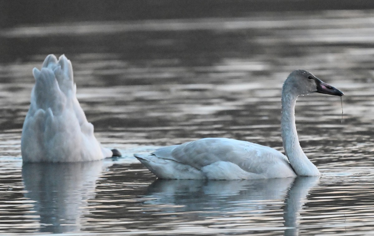 Cigno minore - ML647103470