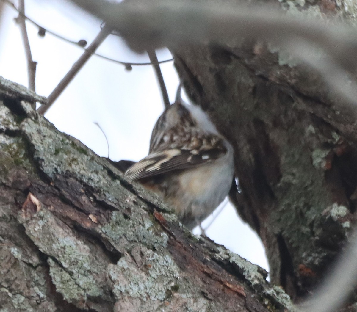 amerikatrekryper - ML647103471