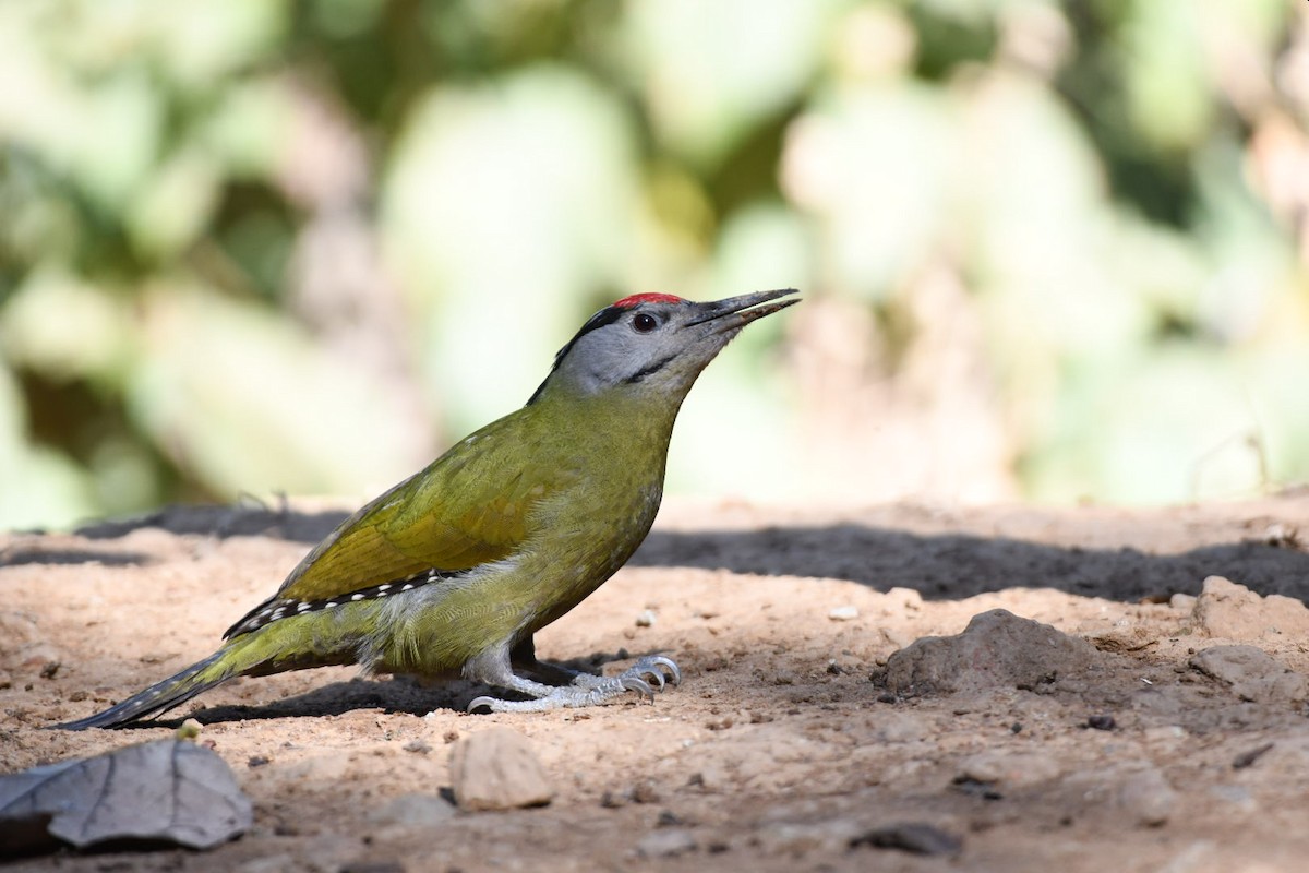 Pic cendré - ML647103472