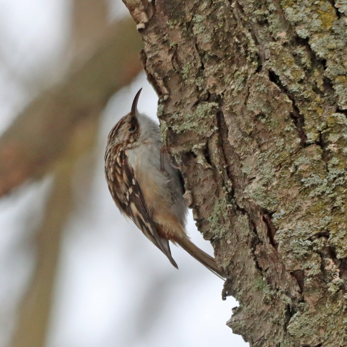 amerikatrekryper - ML647103474