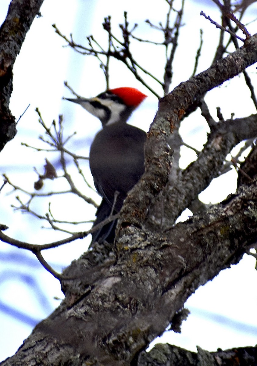 hvitbrynsvartspett - ML647103475