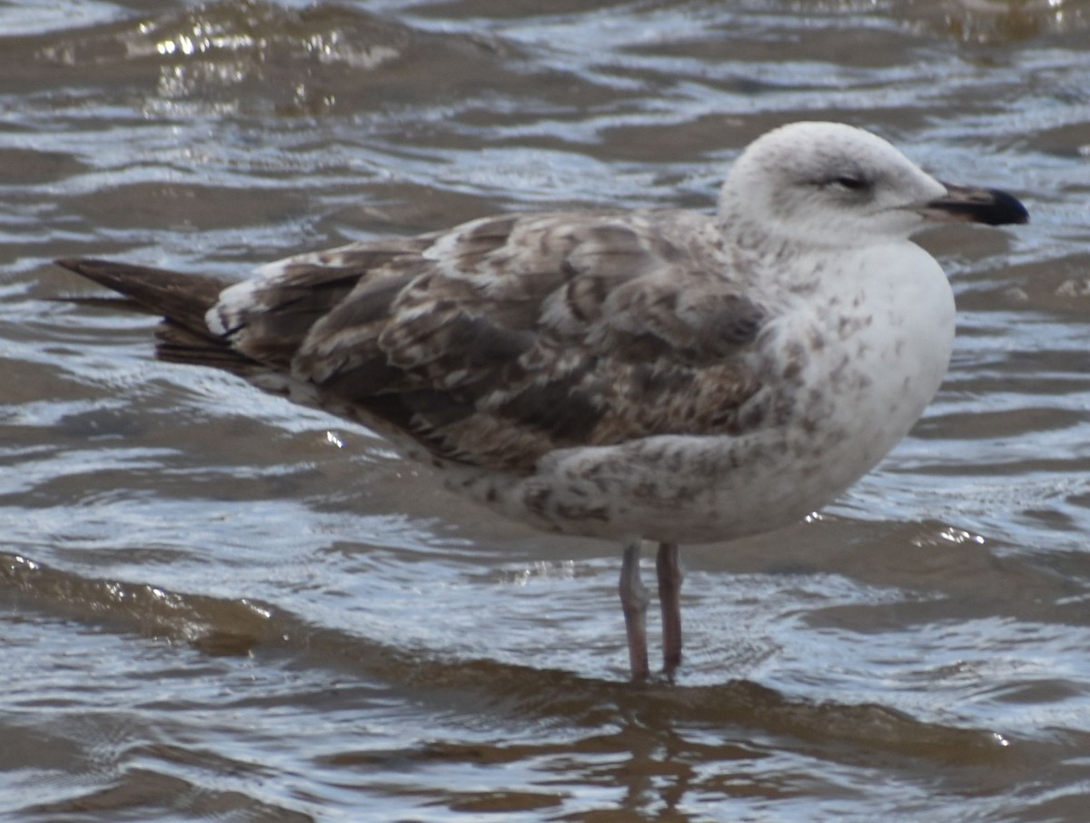 Lesser Black-backed Gull - ML647103484