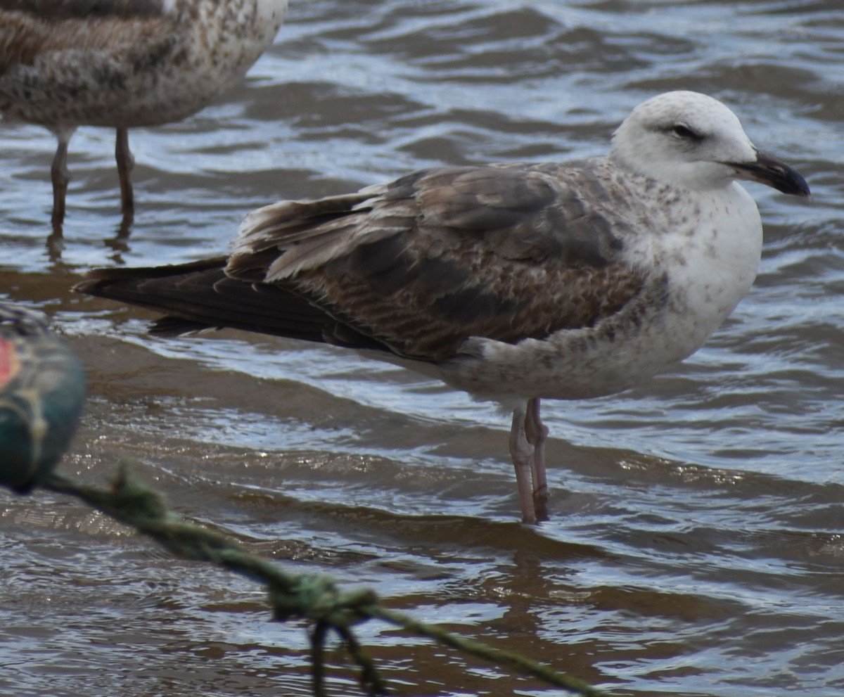 Lesser Black-backed Gull - ML647103485